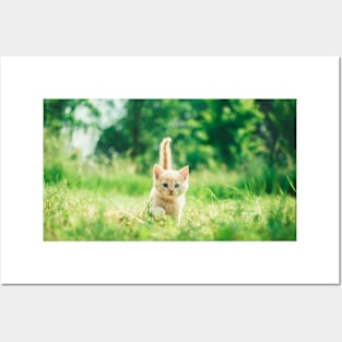 Yellow Cat Walking in Garden Grass Posters and Art